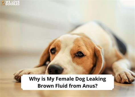 why is my female dog leaking brown fluid from anus|Why is My Female Dog Leaking Brown Fluid from。